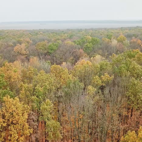 flight over the tops of autumn forest. drone view of colorful landscape of trees under the blue sky in fall season.
