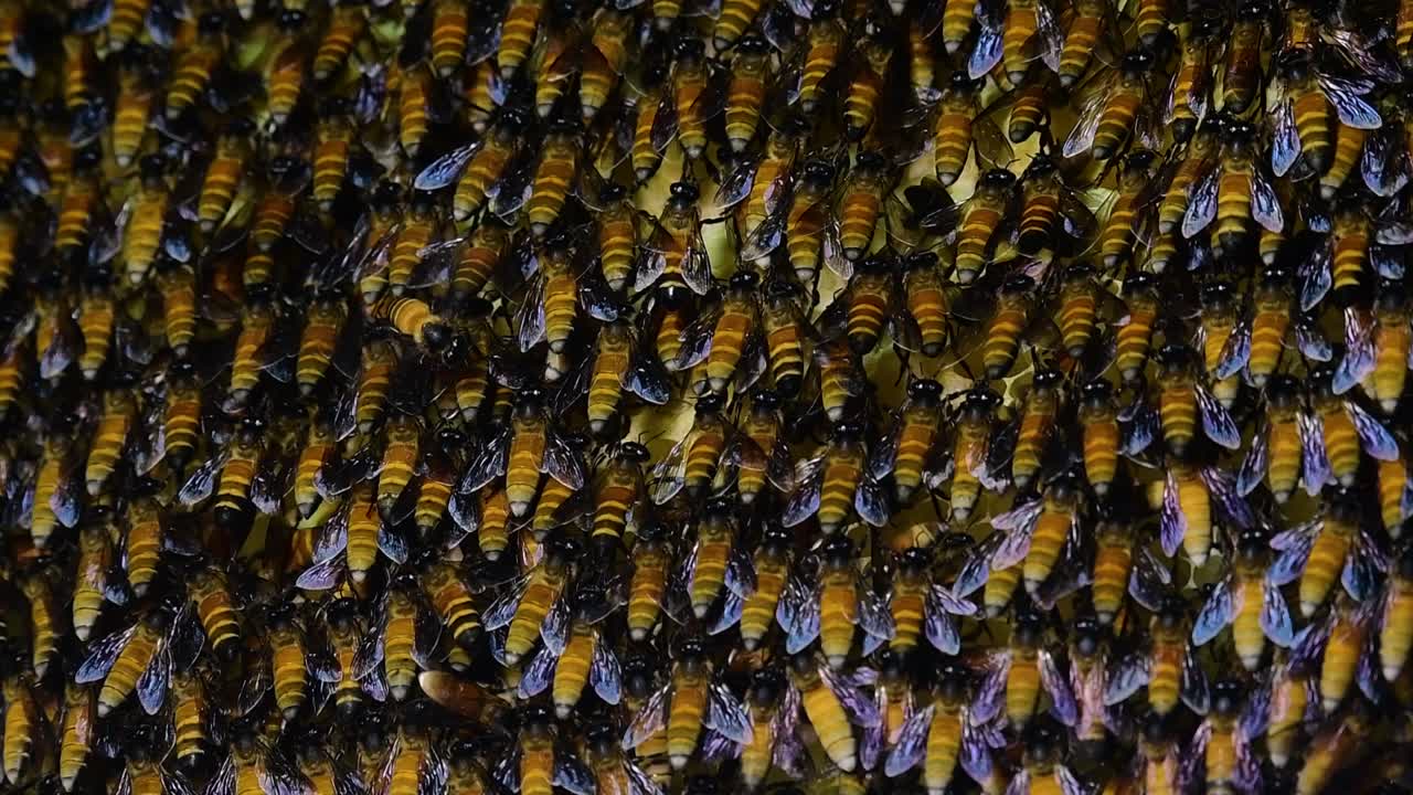 se sabe que las abejas melíferas gigantes construyen grandes colonias de nidos con bolsillos simétricos hechos de cera para almacenar miel como fuente de alimento.