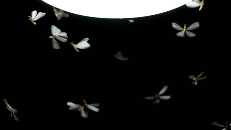 slow motion of insect swarming termites, flying around light source