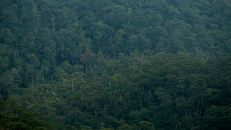 Mountain-range-at-the-Otway's-National-Park,-Lorne-Australia