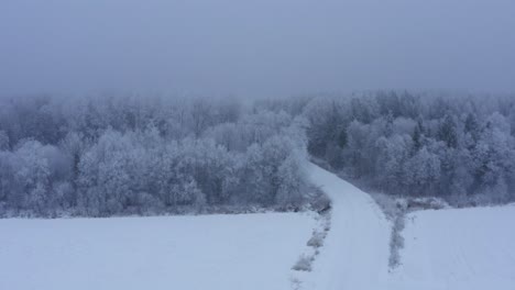 aerial view of forest during winter