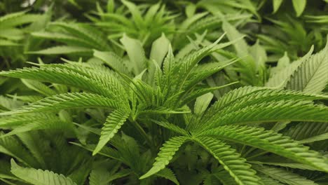 plantas jóvenes de marihuana con muchas hojas durante la etapa vegetativa, movimiento ligeramente curvo