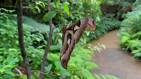 on of the biggest butterfly in the world