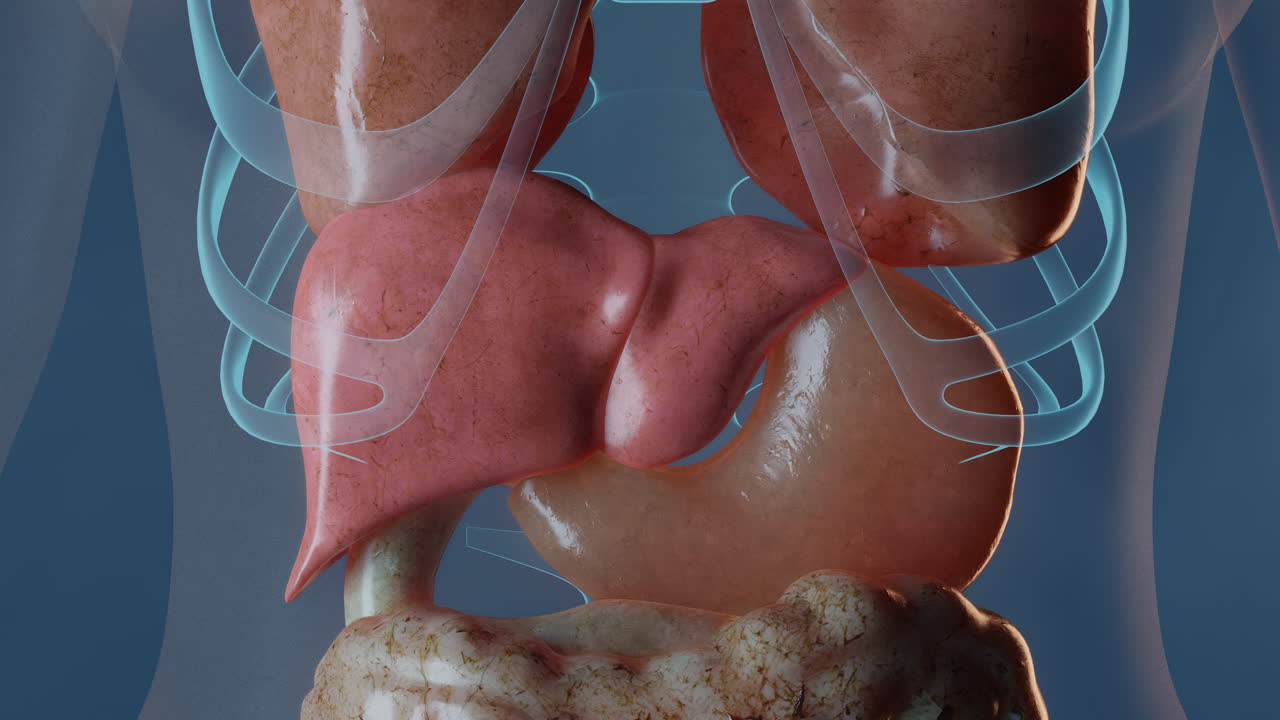 anatomía del estómago en el cuerpo femenino