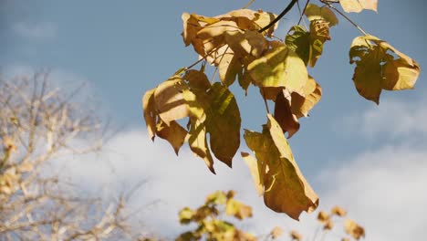 falling tree leaves during autumn