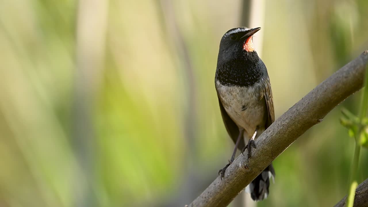 The Ruby-throat sings loudly in close view, perched in bushes where warm sunlight highlights its vibrant throat
