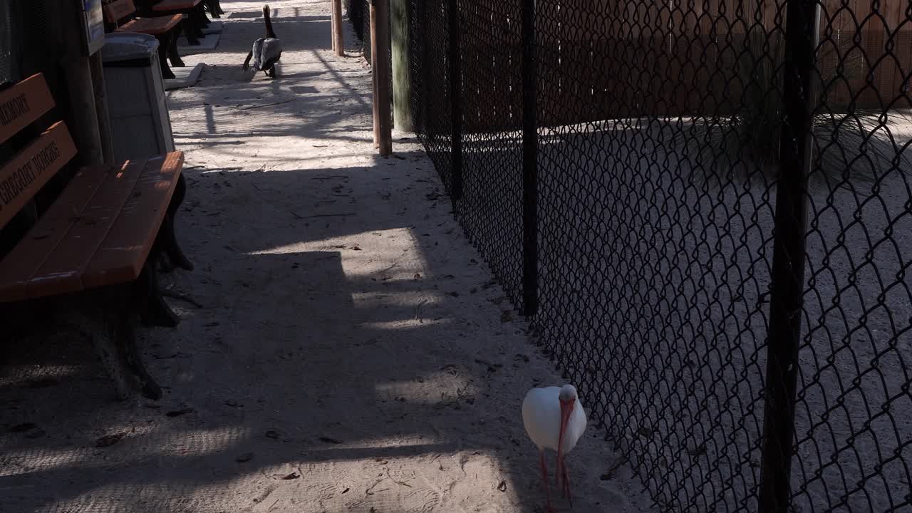 Two birds walk on the gravel ground in front of bird cages. The white bird manages to grab some food through the fence