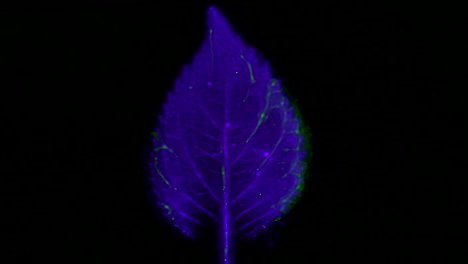 Fotografía-Kirlian-De-La-Descarga-Electromagnética-De-La-Hoja-De-Hortensia