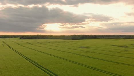 latvian agricultural green barley lands onseason aerial