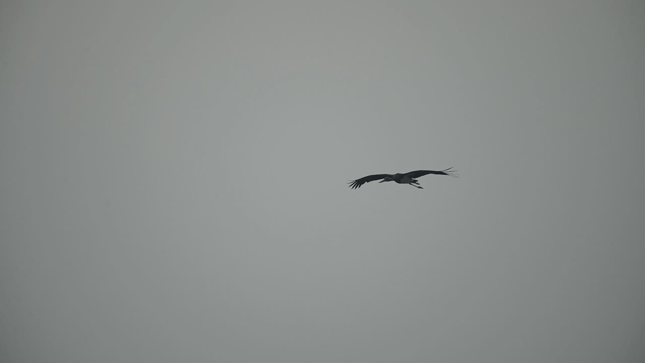 Sort stork flyver om morgenen