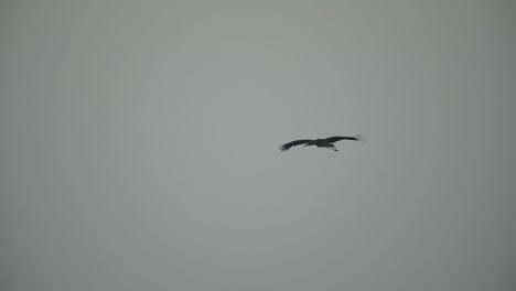 black stork flying in morning