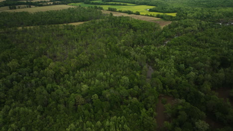 Peaceful-American-countryside---native-riparian-forest-nearby-farmlands