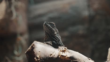 a frilled-neck lizard perching on a log in tropical forest - close up