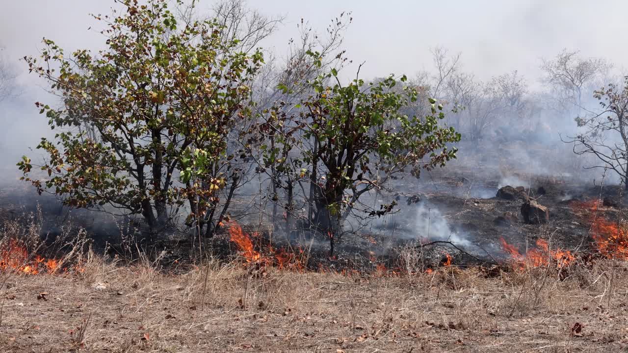 Kratbrand: Flammer fortærer græs og buske i Kruger Nationalpark, 2025