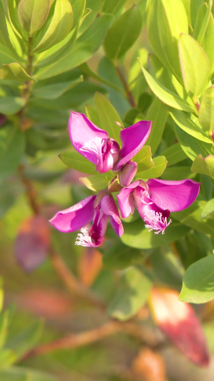 Primo piano statico di vivaci fiori rosa di pisello odoroso sotto la brillante luce solare naturale.