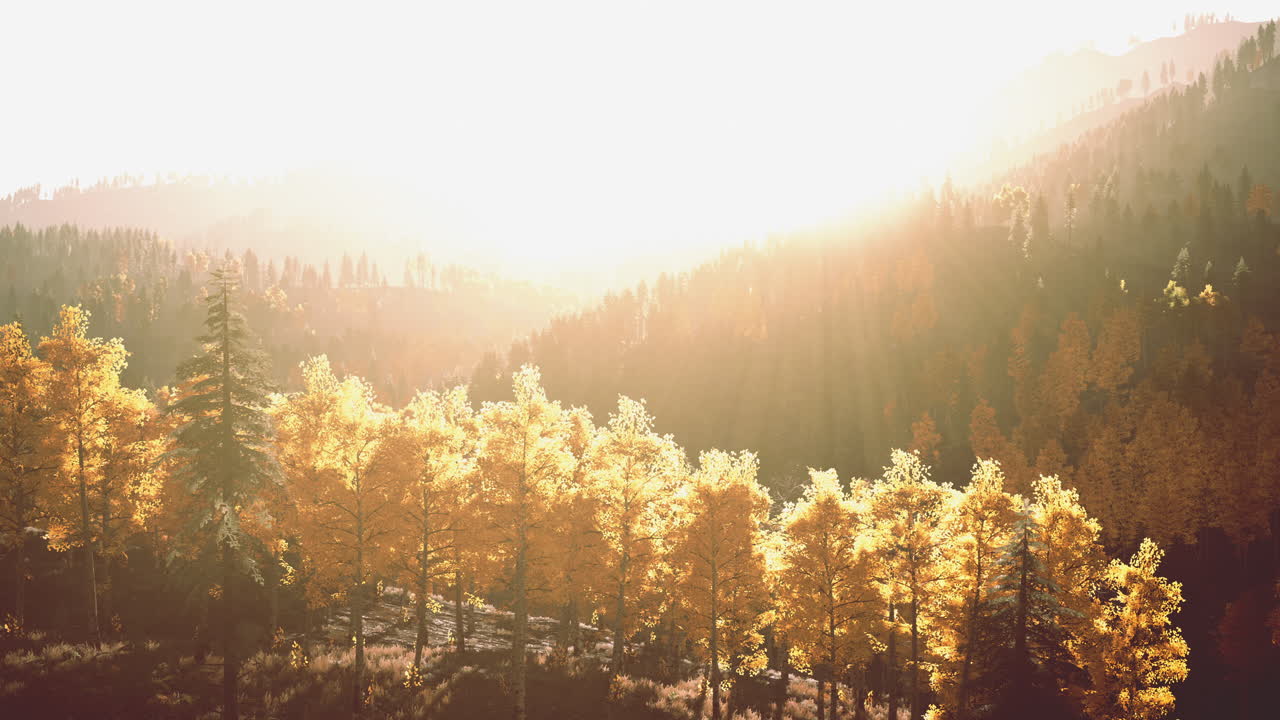 숲 속의 황금시간