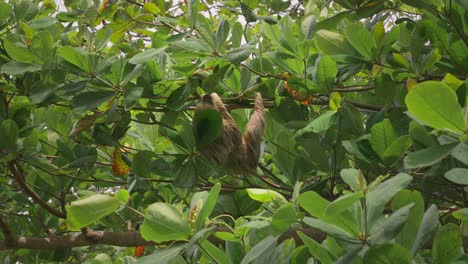 Escalada-Perezosa-En-La-Rama-A-Través-Del-Exuberante-Dosel-Verde-De-La-Selva-Centroamericana