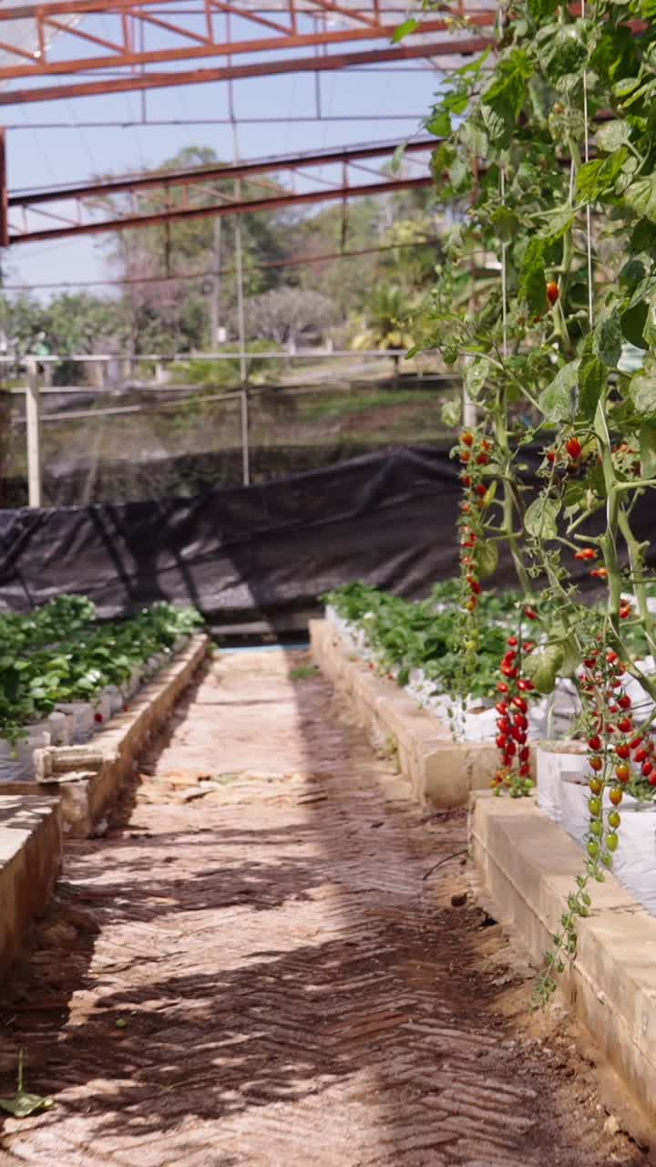 tomates que crecen en un invernadero