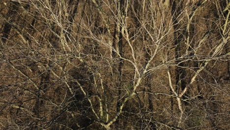 branches of the trees without leaves over sunny forest