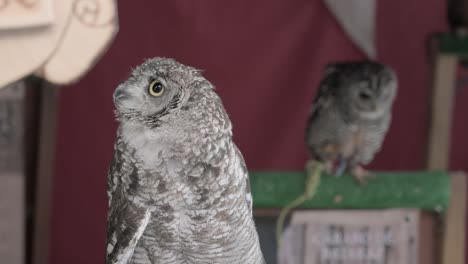 Close-up-of-an-owl-in-a-medieval-market-display-with-other-birds-of-prey-in-the-background