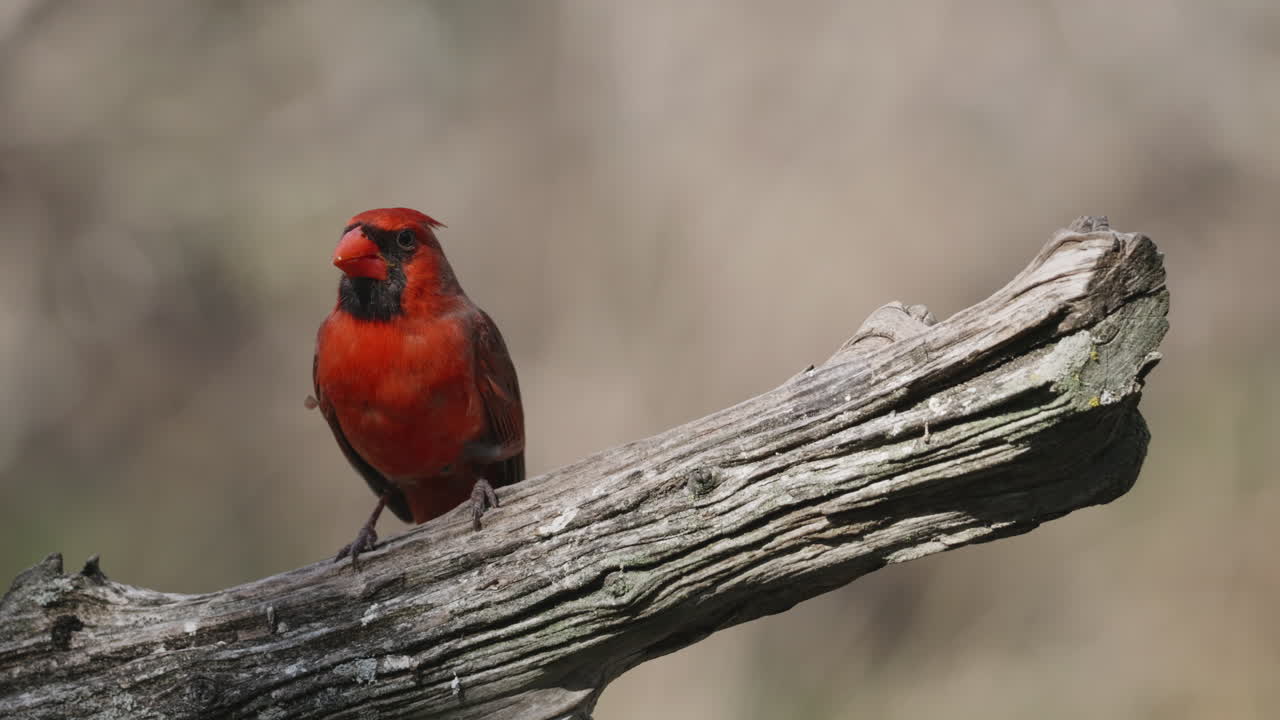 Northern Cardinal perched on a branch eating seed - cardinalis cardinalis