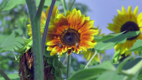 bees gathering nectar on colorful sunflowers in a meadow, bucolic beauty in nature, slow motion