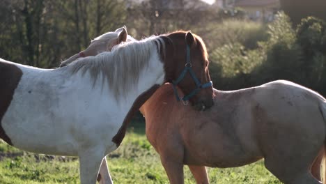 el amoroso vínculo del caballo: dos caballos que se acarician y se cepillan mutuamente