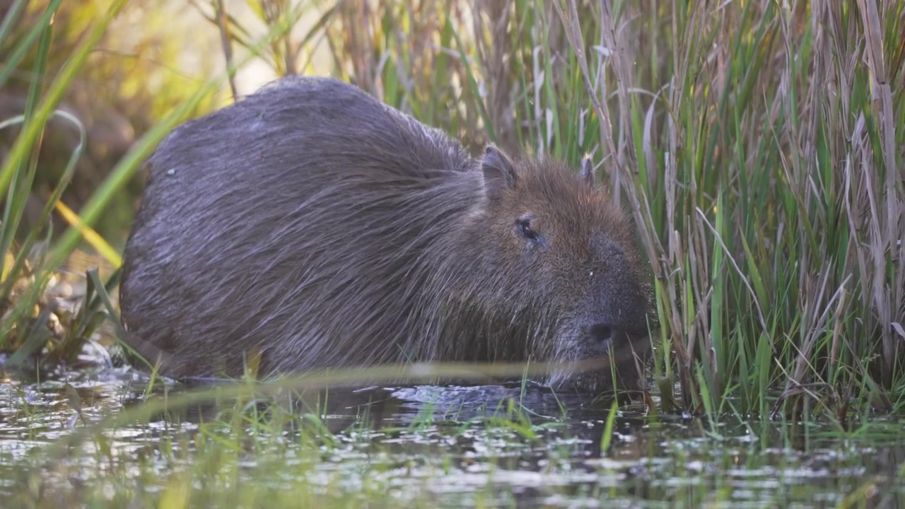 Capibara si nutre tra le canne in acque paludose poco profonde nelle zone umide di Iberá in Argentina, utile per la fauna selvatica, la biodiversità e le storie sulla natura sudamericana.