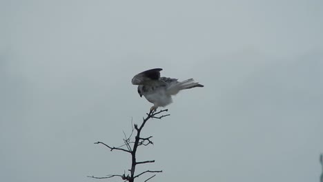 a black shouldered kite sitting on a branch being blown around by the wind