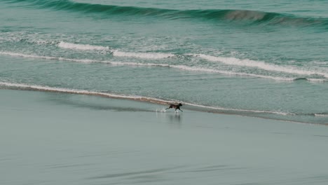 Ein-Hund-Läuft-Und-Hat-Spaß-Am-Strand-Vor-Dem-Wasser-In-Zeitlupe