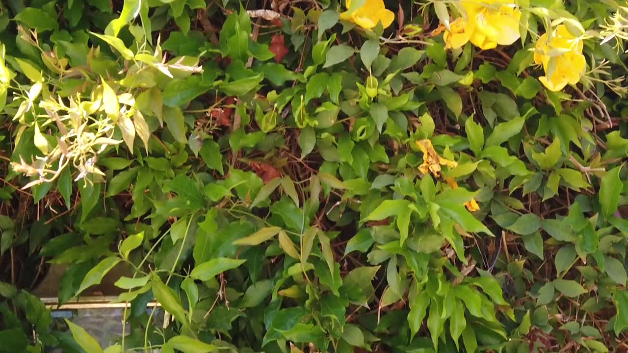 Inquadratura in tilt-down da fiori gialli di unghia di gatto illuminati dal sole a un lampione sepolto nella fitta rete di rampicanti