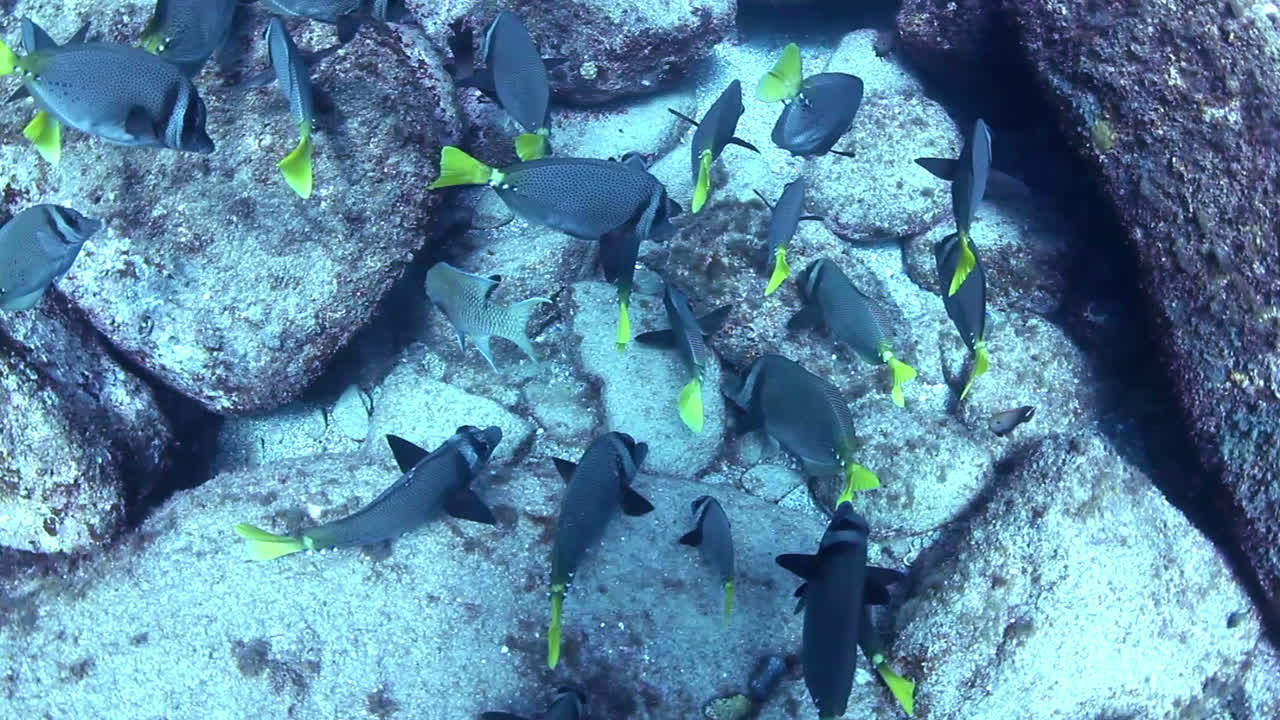 멕시코 다이빙 0 03