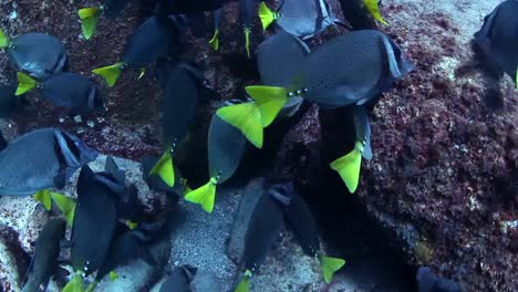 Buceo-en-México-0-03