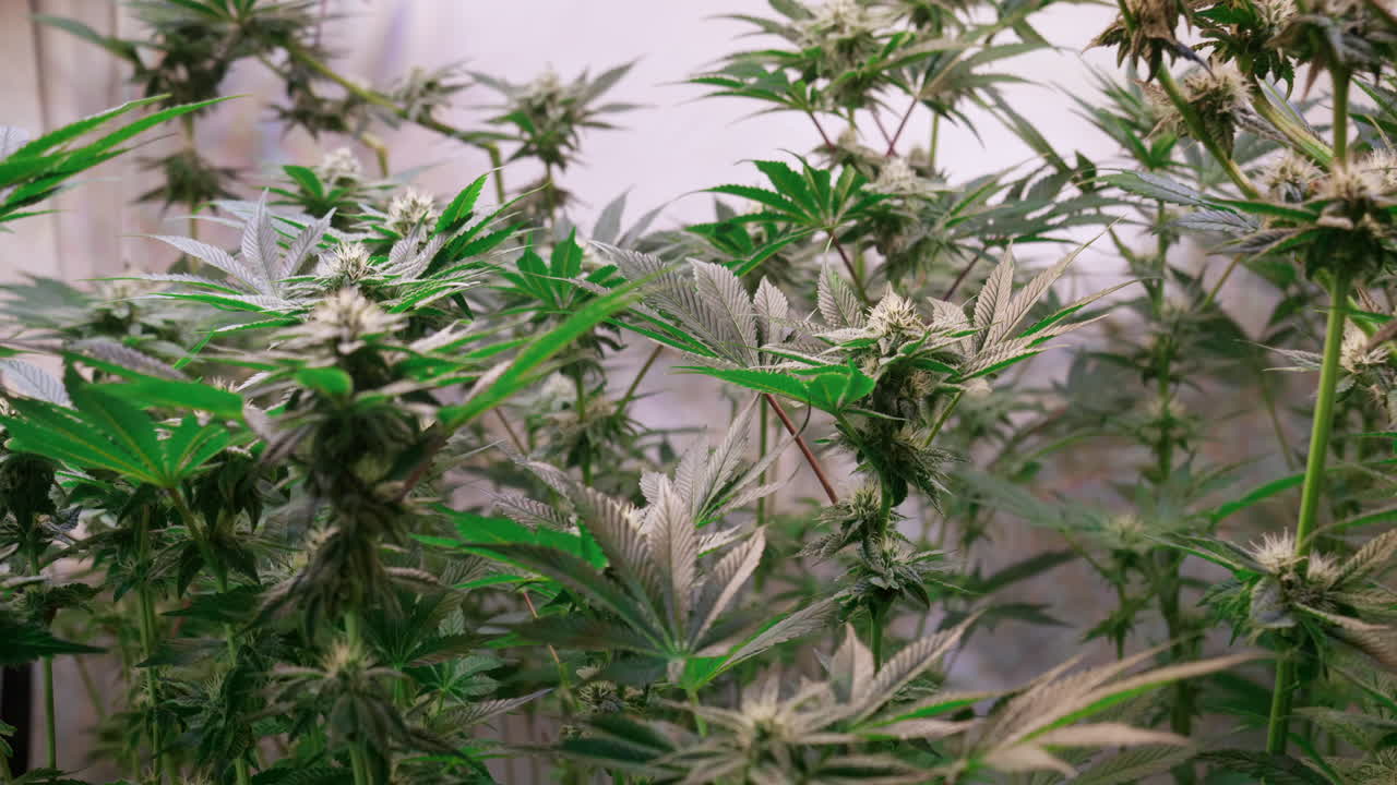 개화 단계에서 성장 텐트에서 자라는 대마초 식물의 샷