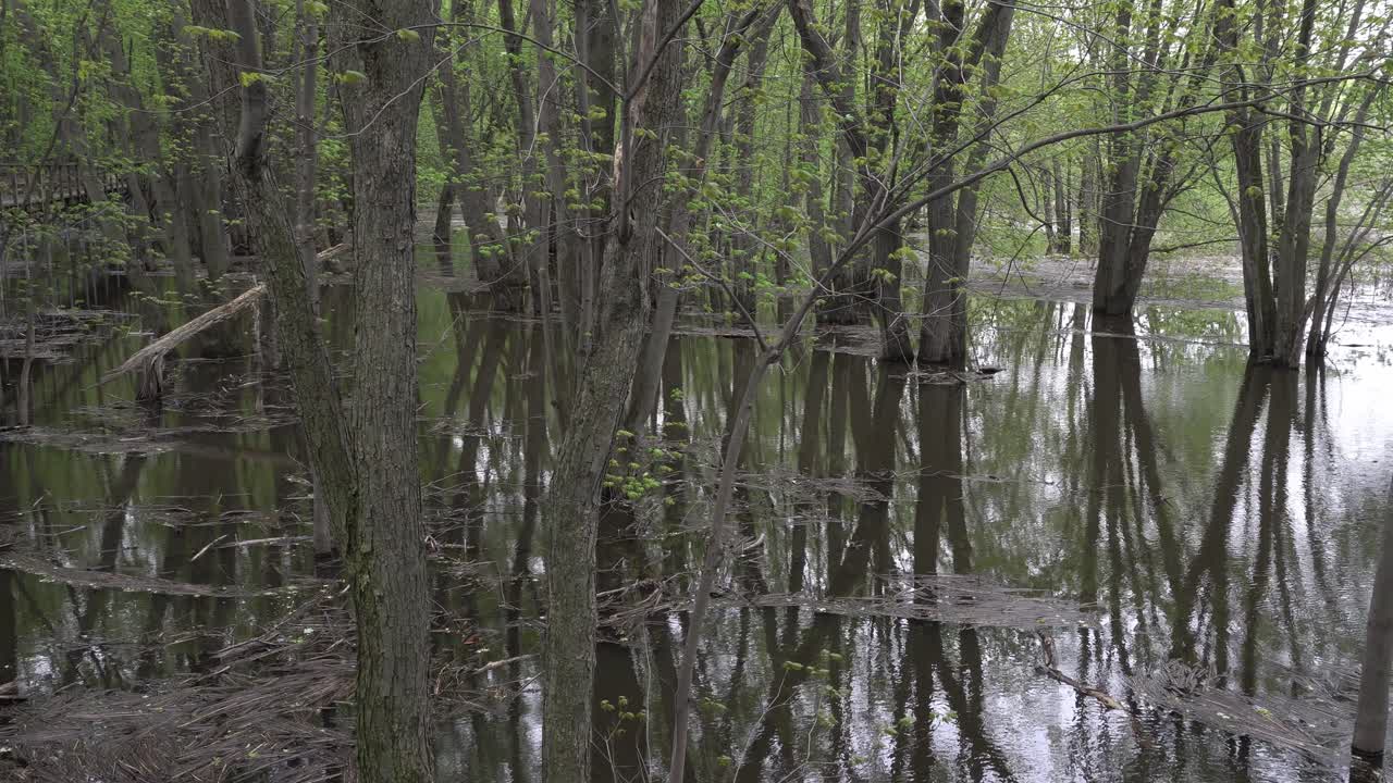 Trees growing in the water, their reflections on the surface creating a beautiful sense of depth. Lots of pieces of wood floating on the water's surface