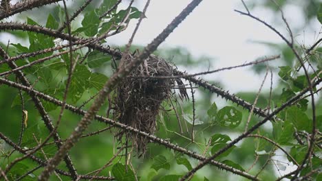 Seen-in-the-nest-peeking-out-and-then-dives-down-to-fly-away,-Black-and-yellow-Broadbill-Eurylaimus-ochromalus,-Kaeng-Krachan-National-Park,-Thailand