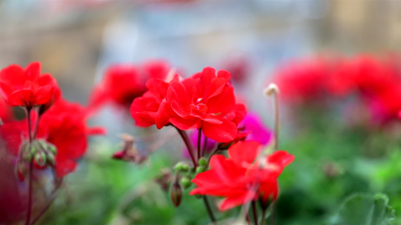 Close up view of red rose flowers in garden with defocused waterfall feature in the background