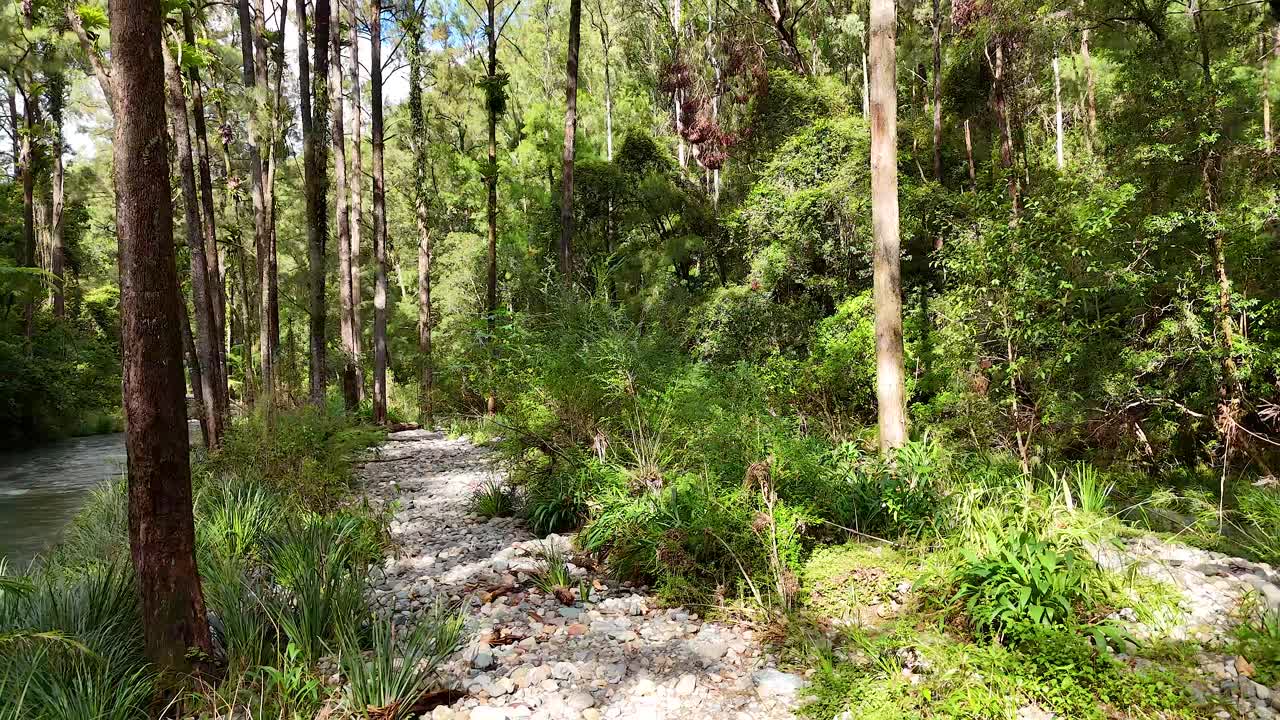 A serene forest stream flows through lush greenery in Bellingen, Australia. Sunlight filters through trees, creating a peaceful, natural atmosphere