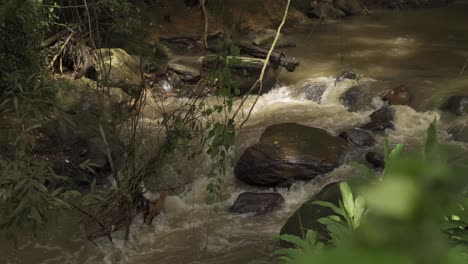 Wasser-Im-Fluss,-Der-An-Der-Baumrebe-Zieht