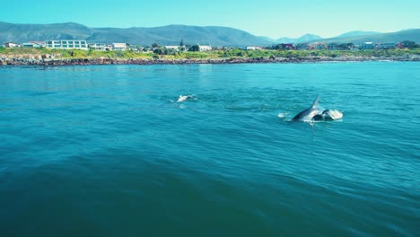 antena de delfines nadando en aguas tranquilas del océano con costa y casas en segundo plano.
