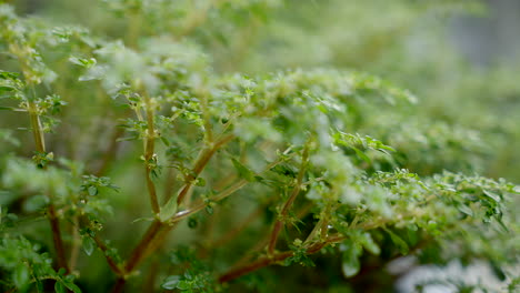 artillery-plant-close-up-views-,-rack-focus