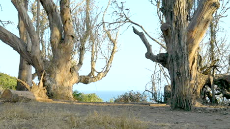 young shirtless man running across the scene in slow motion during a workout on the bluffs overlooking the blue pacific ocean in santa barbara, california