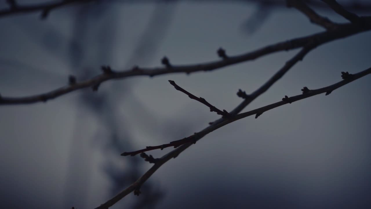 close up leafless tree brunch at fog in winter , background out of focus