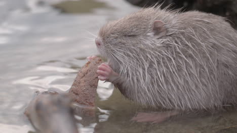 Cute-Baby-Nutria-Coypu-eating-bread-on-shallow-Riverbank,-Prague-Czechia