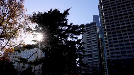 sunlight filtering through trees and buildings