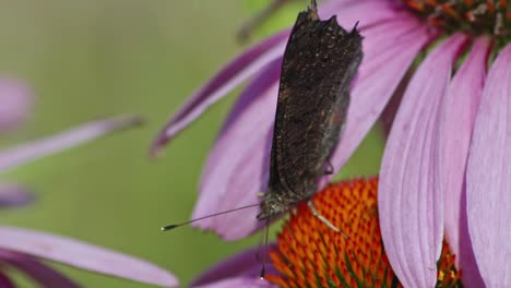 Foto-Macro-De-Mariposa-De-Pavo-Real-Europea-Aleteando-Mientras-Chupa-Néctar-En-Un-Coneflower-Naranja