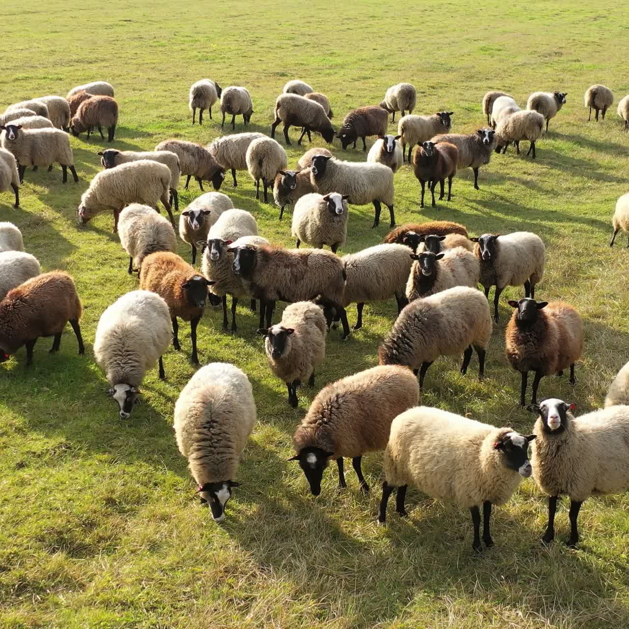Herding a large flock of sheep. Aerial view of a farm with sheeps