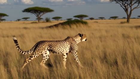 cheetahs in the african savannah