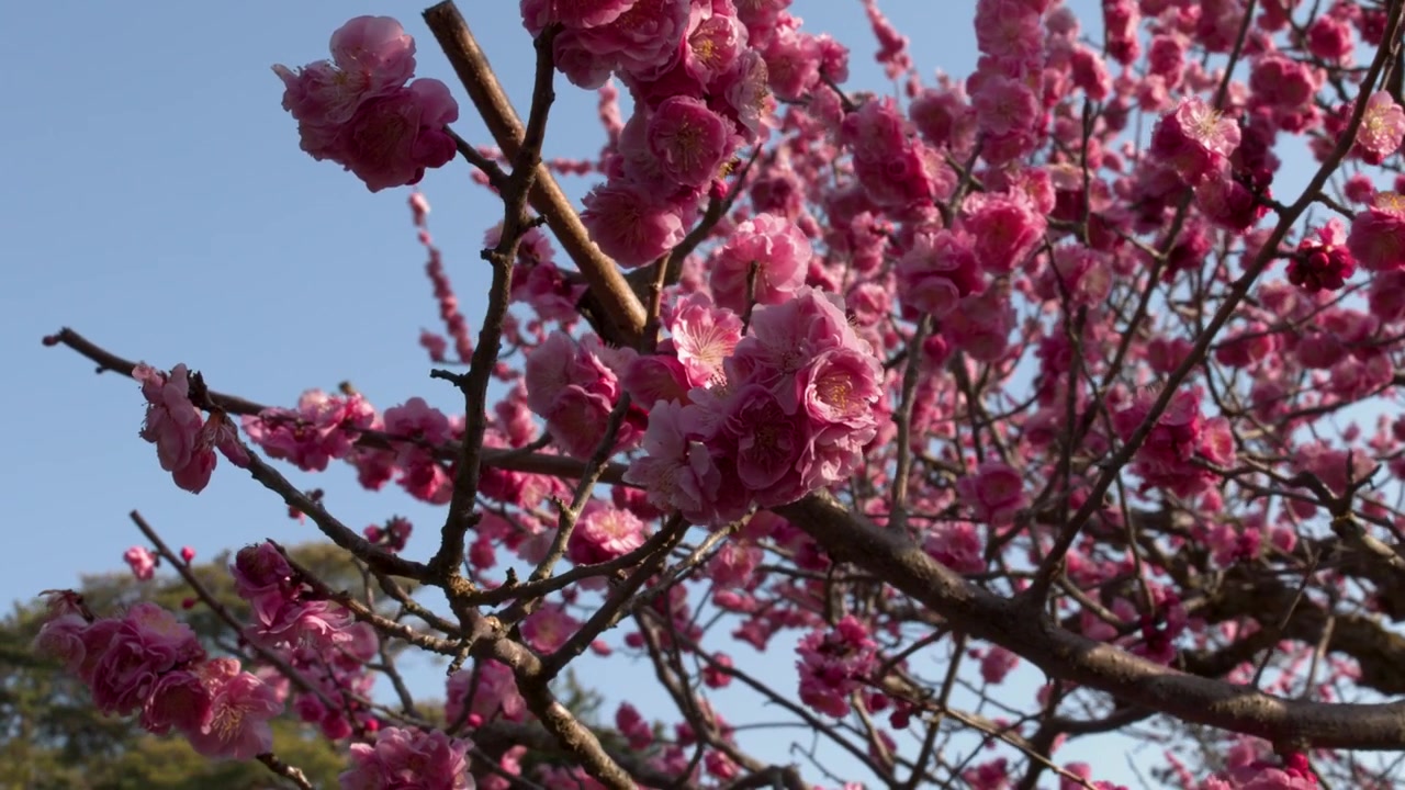Vivaci fiori di pruno rosa ondeggiano dolcemente su rami scuri contro un cielo primaverile azzurro e limpido.