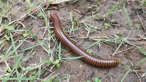 milpiés spirostreptida arrastrándose por el suelo entre el suelo y la hierba en busca de comida